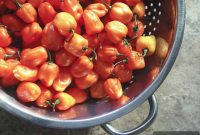 Habanero Jelly: Fiery Hinges of Hell Pepper Preserves