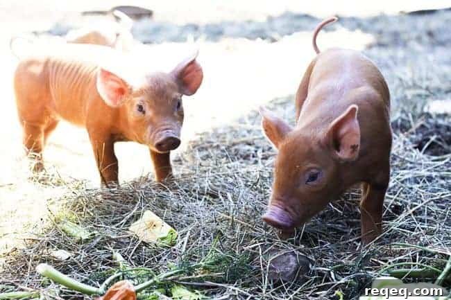 King Arthur Flour: Baking Tips, Recipes & Expert Guides 3 Baby bacon at Hogwash Farm, Norwich, VT | www.foodiewithfamily.com
