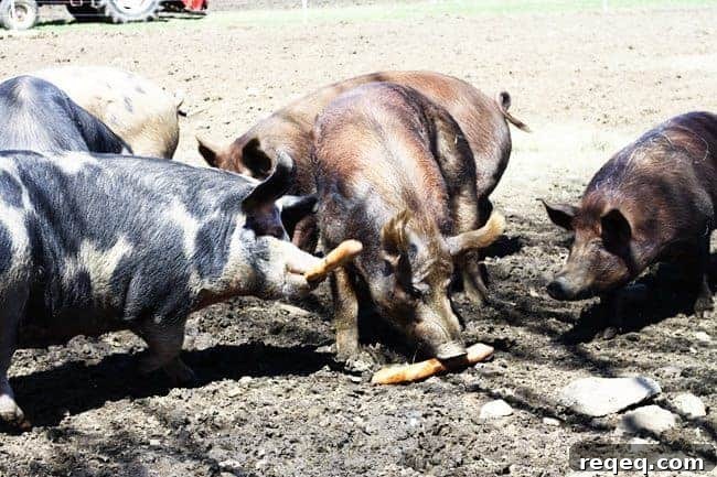 King Arthur Flour: Baking Tips, Recipes & Expert Guides 4 Pigs at Hogwash Farm, Norwich, VT | www.foodiewithfamily.com