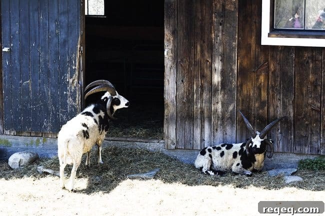 King Arthur Flour: Baking Tips, Recipes & Expert Guides 5 Jacob's Sheep at Hogwash Farm, Norwich, VT | www.foodiewithfamily.com
