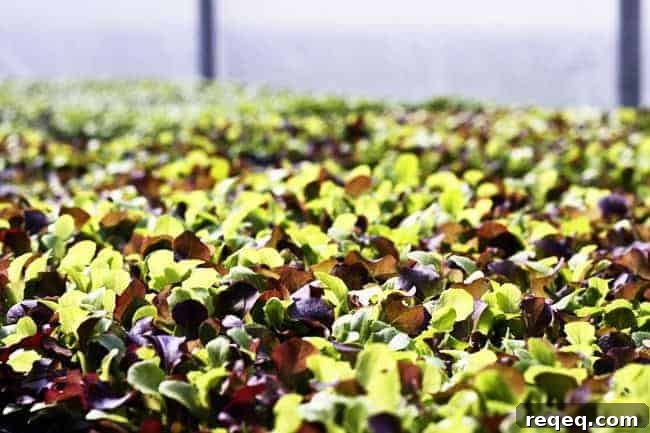 King Arthur Flour: Baking Tips, Recipes & Expert Guides 6 Baby lettuces at Killdeer Farm, Norwich, VT | www.foodiewithfamily.com
