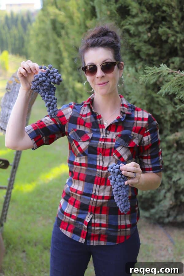 Ribollita: Classic Tuscan Vegetable and Bean Soup Recipe 7 Foodie with Family - Rebecca Lindamood- picking sangiovese grapes with Andrea Meini. These grapes will be made into DaVinci Chianti and make it to market some time next year!