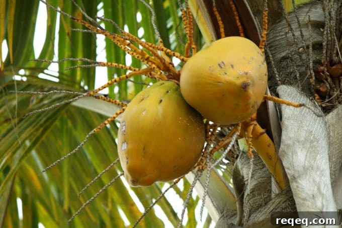 Make an Impact with Fathom Travel — Volunteer and Explore Abroad 20 Coconut vendor