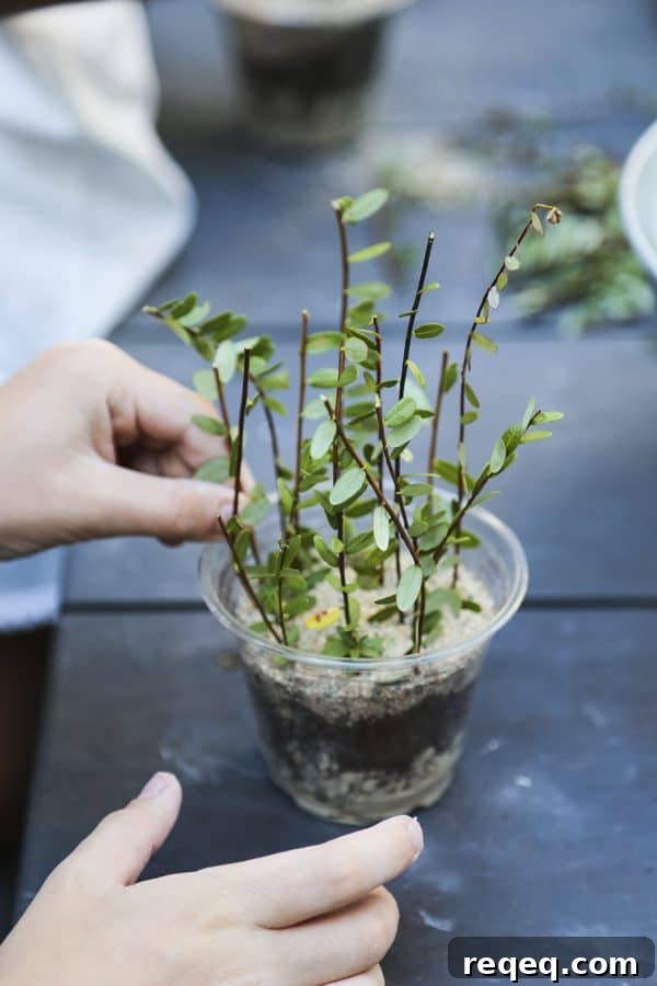 Cranberry Ginger Gelatin Fingers: Festive Holiday Dessert Recipe 4 Ocean Spray® Cranberry Classroom making a bog.