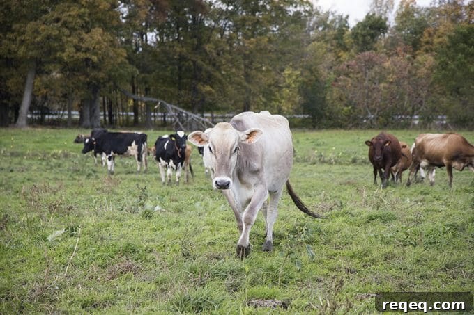 A Day at a Cabot Creamery Cooperative Dairy Farm Tour 5 Dellavale Farm Cabot Creamery Cooperative