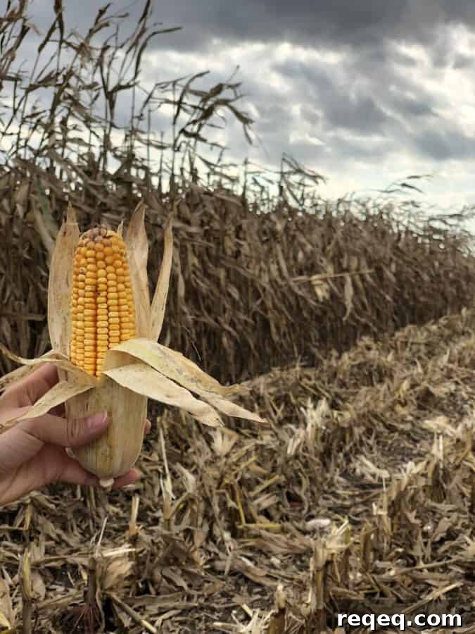 Surprising Uses for Corn: From Food to Household Tricks 7 Discover the many uses of corn!