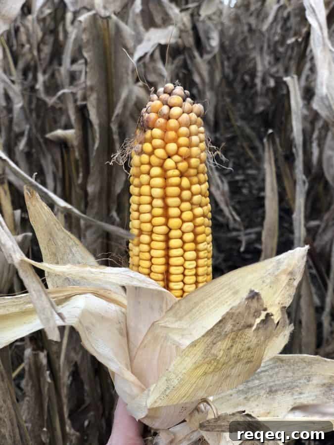 Surprising Uses for Corn: From Food to Household Tricks 8 Discover the many uses of corn!