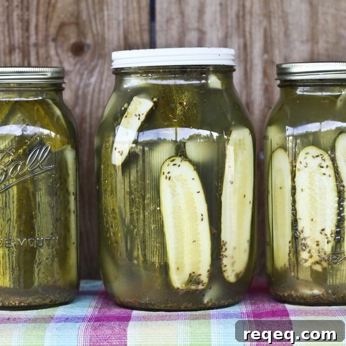 claussen-knock-off-1 Homemade Claussen Knock-off Pickles are dead crunchy, garlicky, salty, and the perfect accompaniment to any sandwich on earth. Plus they're easy enough for beginner food preservationists!